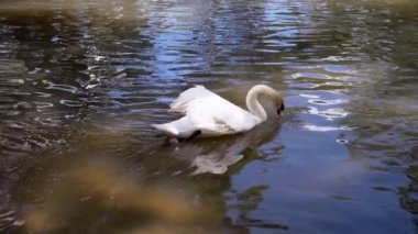 Beyaz bir kuğu zarif bir şekilde sakin sularda süzülür. Beslenmek için başını daldırır. Doğada huzurlu bir an yaratır..