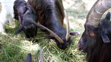 Aralarında bir çocuğun da bulunduğu üç siyah keçi, huzur içinde otluyor, etkileyici boynuzları ve doğal davranışları var. Doğa, tarım hayatı ve hayvan temaları üzerine projeler için ideal..