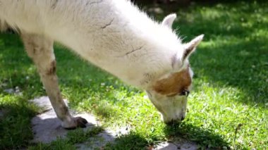 Beyaz bir lama, güneşli bir çayırda taze yeşil çimlerle otlar. Yakın çekim, Lamaların benzersiz işaretlerini ve barışçıl davranışlarını vurguluyor..