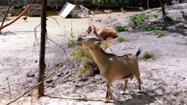 Bir keçi daldan yaprak çiğner, başka bir keçi ve arkasında ördekler olan bir gölet, huzurlu bir çiftlik sahnesi yaratır..