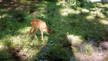 Genç bir geyik yavrusu güneşli bir ormanda huzur içinde otlar, huzurlu ve huzurlu bir doğa manzarası yaratır.