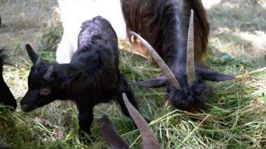 Siyah ve beyaz keçiler çayırda yeşil çimlerde otlarlar. Tarımla, hayvancılıkla ve doğayla ilgili projeler için harika bir kırsal alan..