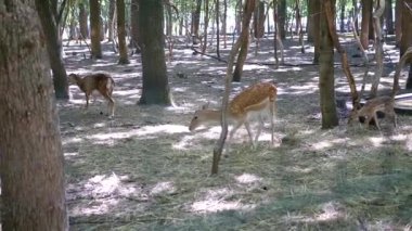 Yavrular da dahil olmak üzere yüzeysel geyikler, güneşli bir ormanda gezinip, vahşi yaşamın sakin bir manzarasını yaratıyorlar..