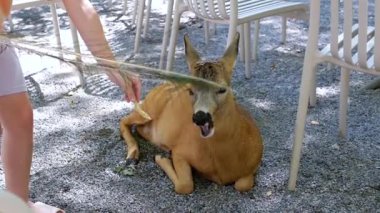 Genç bir yumurta geyiği bir kadının elinden yer. Geyik yerde yatıyor ve arka planda beyaz sandalyeler var. Bu, vahşi yaşam etkileşimi, bakım ve alışılmadık karşılaşma kavramlarını temsil eder.