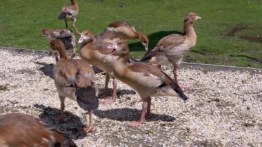 Mısırlı bir kaz sürüsü çimlerin yanındaki çakıl taşlarının üzerinde duruyor, tüylerini yoluyorlar. Çok geçmeden hepsi yerdeki bir şeyi gagalamaya başlar..