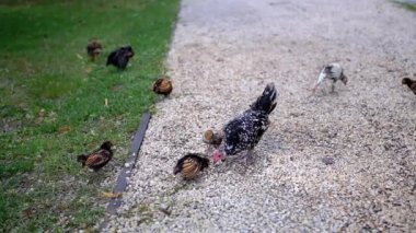 Yavrularını çakıllı bir patika boyunca götüren bir tavuk onları takip ederken yeri gagalıyor. Diğer civcivler yakınlardaki çimenlerde oynuyorlar, kırsal alanda büyüleyici bir manzara yaratıyorlar..