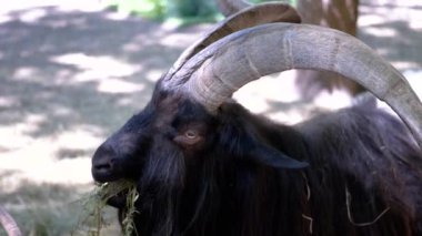 Muhteşem kıvrımlı boynuzları olan bir kara keçi sakince ot yer ve gölgeli bir alanda yapraklar bırakır. Yakın çekim, koyu, tüylü paltosunun detaylarını ortaya çıkarıyor..