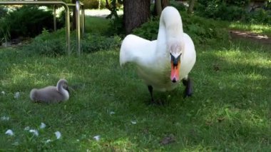 Bir anne kuğu cygnetini agresif bir şekilde korur ve ebeveynler ile yavrular arasındaki güçlü bağı gösterir. Bu, koruma hissini ve doğanın güzelliğini çağrıştırıyor..