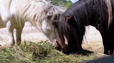 İki at, biri beyaz, biri siyah, güneşli bir günde taze samanların tadını çıkarırlar. Bu görüntüler çiftlik hayatının sükunetini ve doğanın basit zevklerini somutlaştırıyor..