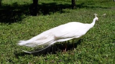 Görkemli bir beyaz tavus kuşu canlı yeşil bir çimenlikte zarifçe dolaşır, arkasında uzun kuyruk tüyleri vardır. Güzelliğin ve zarafetin sembolü, bu sakin sahne doğanın sükunetini yakalıyor..