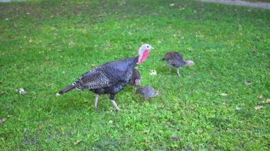 Anne hindi, yavru hindileriyle yeşil çimlerde yürür. Aile, doğa ve çiftlik hayatının sembolü. Şükran Günü, Paskalya veya doğayı kutlayan herhangi bir proje için mükemmel..