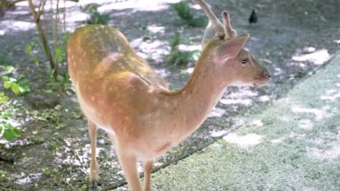 Benekli kürklü genç bir geyik ağaçların gölgesinde duruyor, başı sağa dönüyor. Arka planda bir çakıl yolu ve diğer ağaçlar görülebilir..