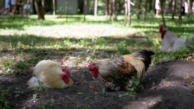 Horoz yiyecek arıyor, yeşil ve bulanık insanların arasında, parlak bir şehir parkında yeri gagalıyor. Şehir doğası, hayvan davranışları ve çiftlik hayatı projeleri için harika..