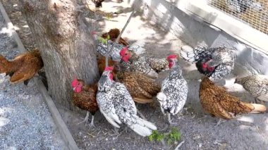 Tavuklar ve horozlar, kümesin yanındaki ağacın altındaki zemini gagalarken dışarıda vakit geçirmeyi severler. Çiftlik hayatının ve kümes hayvanlarının temsili.