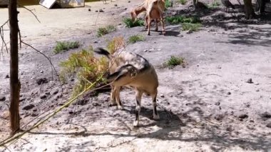 Kahverengi ve beyaz bir keçi bir daldan yaprakları kemirir, yakınlarda başka bir keçi otlar, ve ördekler arka plandaki gölde yüzer, sakin bir çiftlik yaşamını betimler..