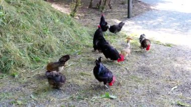Bir grup tavuk ve horoz parkta yiyecek arıyor, yeri ve yakınlardaki samanları gagalıyorlar. Renklerin ve doğal ortamın karışımı huzurlu ve kırsal bir manzara yaratır. Çiftçilik projeleri için mükemmel