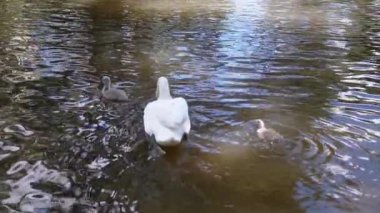 Anne bir kuğu iki cygnet 'ini sakin bir gölette gezdiriyor. Bu iç açıcı sahne doğanın ve aile bağlarının güzelliğini yansıtıyor..