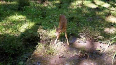 Genç bir geyik yavrusu ormandaki yemyeşil bir su birikintisinden dikkatlice yudumluyor. Bu klip, doğanın esneklik ve vahşi yaşamın hayatta kalma temalarını gösteriyor..