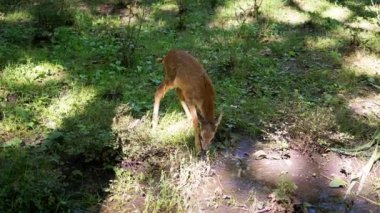 Genç bir geyik yavrusu güneşli bir ormandaki su birikintisinden dikkatle içerek vahşi yaşamın güzelliğini ve kırılganlığını gösterir. Bu susuzluk, hayatta kalma ve doğanın hassas dengesini çağrıştırıyor..