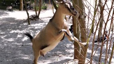 Genç bir keçi arka ayakları üzerinde duruyor, ağaçtaki yapraklara uzanıyor. Ördekler arka planda görünür. Bu, doğanın, çiftlik hayatının ve hayvan davranışlarının temaları..