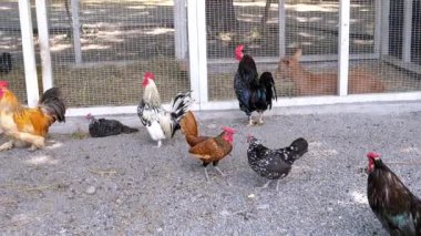 Çeşitli tavuk ve horozlar bir kümeste özgürce dolaşır, bir çiftlik ortamında çeşitli türler sergilerler. Bu sahne, kırsal yaşam, tarım ve kümes hayvanı çiftçiliği temalarını çağrıştırıyor.