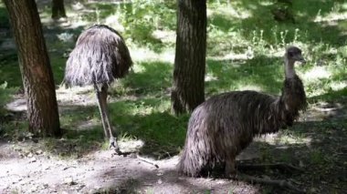 Ormanda iki devekuşu, biri ayakta, diğeri yerde oturuyor, sükunet hissi uyandırıyor ve vahşi hayatın güzelliğini gösteriyor. Doğa belgeselleri için ideal görüntü