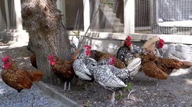 Tavuklar kümelerinin yakınındaki bir ağacın yanında toplanır. Huzurlu bir çiftlik hayatı manzarası. Türlerin çeşitliliği farklı tüyleri gösteriyor ve cazibe katıyor..