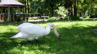 Bir anne kuğu ve gri cygnets parlak bir yaz gününde yeşil çimlerde otlar. Bu iç açıcı sahne doğanın ve aile bağlarının güzelliğini yansıtıyor..