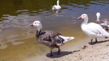 Göl kıyısındaki kazlar içiyorlar ve etkileşime geçiyorlar. Sakinleştirici su yansımalarıyla sakin bir yaz günü. Doğa, vahşi yaşam veya rahatlama ile ilgili projeler için ideal.