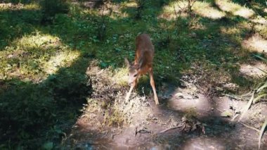 Küçük bir geyik yavrusu, yeşil çimenler ve ağaçlarla çevrili bir orman birikintisinden su içerek vahşi doğada sessiz bir güzelliği yakalar..