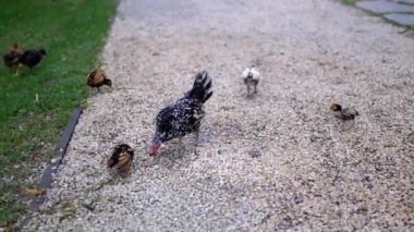 Benekli bir tavuk ve yavruları çakıllı bir yolda bir şeyi gagalarken diğer civcivler çimenli bir sınırı keşfediyorlar. Bu görüntüler kırsal yaşam, aile ve doğa temalarını çağrıştırıyor..