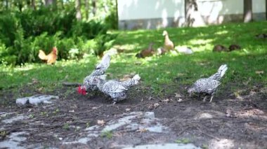 Ördekler çimlerin üzerinde dinlenirken, üç Sebright tavuğu yiyecek aramak için yeri gagalarlar. Doğal ışık altında huzurlu bir çiftlik sahnesi.