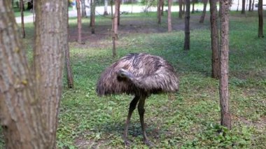 Bir devekuşu orman ortamındaki ağaçların arasında tüylerini yolar. Bu sakin görüntü, emus doğal tımar davranışını gösteriyor..