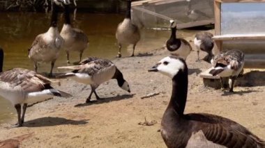 Barnacle kazları güneşli bir günde bir nehir kıyısında toplanır, bazıları güneşlenir ve diğerleri yemek yer. Bu sakin sahne doğanın güzelliğini yakalar..