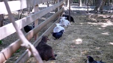 Siyah tavuklar etrafta dolaşırken iki beyaz kuzu ve bir siyah kuzu ahşap bir çitin yanında dinleniyor. Yakınlarda bir yüz karası oturuyor, çiftlik sahnesine ekleme yapıyor. Bu video pastoral bir cazibeyi çağrıştırıyor, mükemmel.