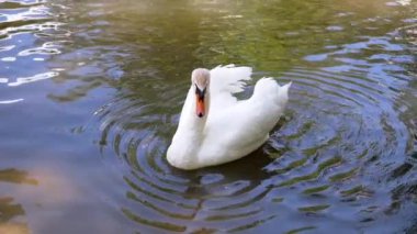 Görkemli bir beyaz kuğu sakin göl suyunda zarifçe süzülür ve dalgalanmalar yaratır. Saf tüyleri, karanlık suyla çok güzel tezat oluşturuyor. Huzuru ve zarafeti somutlaştırıyor..