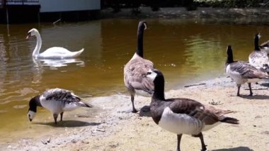 Yalnız bir kuğu zarifçe kıyıya doğru yüzüyor kazların ve kaya midyesi kazlarının durduğu yere, onun yaklaştığını gözlemliyor. Güneşli bir günde barışçıl vahşi yaşam etkileşimi.