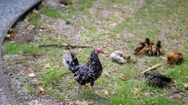 Benekli bir tavuk çimen tarlasında yavrularının başında nöbet tutuyor. Bu stok videosu annelik, doğa ve çiftlik hayatı temalarını çağrıştırıyor..