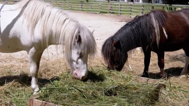 Deux poneys paissent paisiblement sur le foin dans un enclos ensoleillé, mettant en valeur la vie à la ferme et les soins aux animaux. Le fond flou ajoute à l'atmosphère sereine.