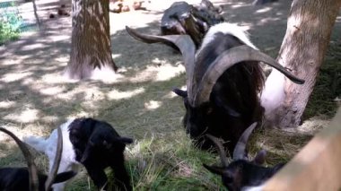 Görkemli boynuzları olan bir keçinin park ortamında taze otların tadını çıkarması. Daha küçük bir keçi ağaçların gölgesinde otluyor..