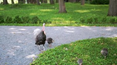 Anne hindi yavrularını serin bir park ortamında yemyeşil bir çimenliğin sınırındaki çakıl yolundan geçirir. Bu iç açıcı sahne doğadaki ailenin güzelliğini yansıtıyor..