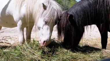 İki at, biri beyaz, biri siyah, ahşap bir çitin arkasında samanlıkta otluyor, kırsal bir manzara yaratıyor. Bu görüntüler çiftlik hayatının özünü ve hayvanlar arasındaki bağı yakalıyor..