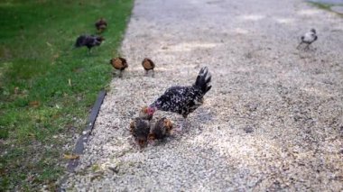 Bir tavuk, civcivleri ile çakıl yolunda yürür, diğer tavuklar da yanındaki çimenleri gagalar. Huzurlu çiftlik manzarası.