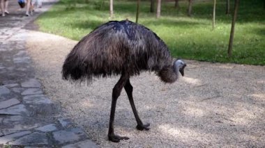 Aile arka planda dolaşırken asfalt bir yolda bir devekuşu gagalıyor. Bu büyüleyici sahne bir park ortamında emus 'un yiyecek arama davranışını gösteriyor..