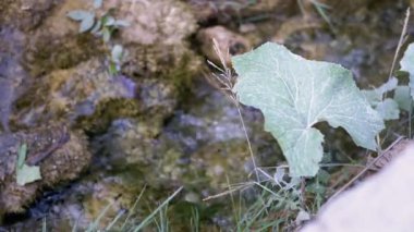 Arka planda küçük bir akarsu akan yeşil bir yaprağın serin yakın çekimi. Yumuşak odak, huzurlu atmosfere katkı sağlar..