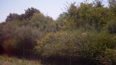 Bereketli yeşil bir manzara hareket halindeki bir arabadan doğar, güneşli bir günde ağaçların ve çalıların arasından geçer. Seyahat, seyahat ve kırsal bölgeleri keşfetme temalarını temsil eder.