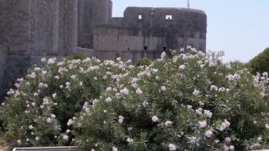 Taş kaleli sakin bir sahne, çiçek açan zakkum çalıları ve büyüleyici bir kafe. Huzurlu bir yaz gününün özünü yakalar.