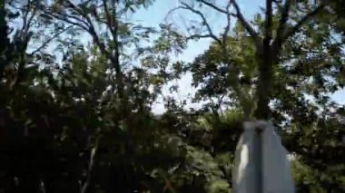 Yoğun bir ormanın içinden geçerken, yaprakların arasından süzülen güneş ışığıyla Karadağ 'ın yemyeşil yeşilliğine dalın. Seyahat ve doğa videoları için mükemmel..