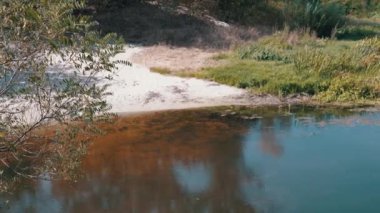 Deniz yosunlarının aşırı büyümesinden etkilenen kumlu bir kıyı ve bitki örtüsü olan küçük bir nehir. Bu görüntüler nehir kirliliği sorununu ve çevre koruma ihtiyacını gösteriyor..