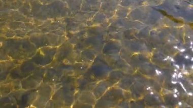 Güneşli bir günde kayaların ve alglerin üzerinden akan temiz sığ nehir suyu. Huzurlu doğal arkaplan.